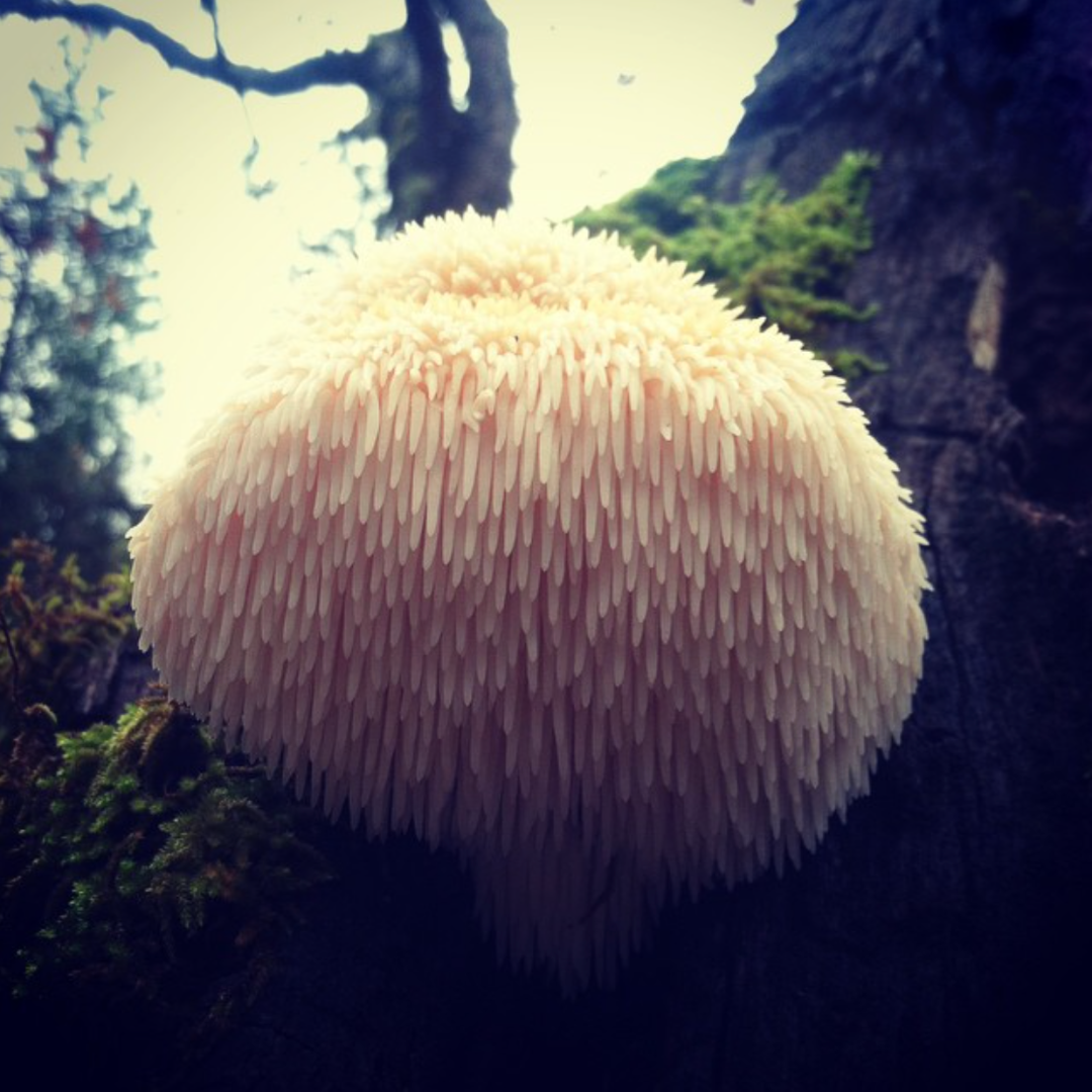 Melena de León silvestre